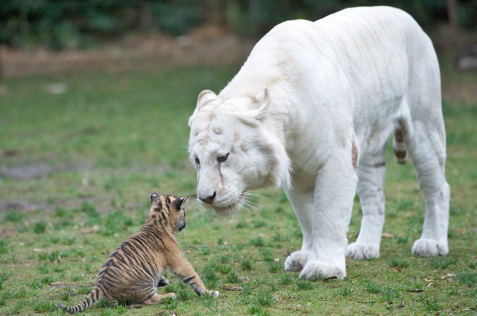 Пума альбинос