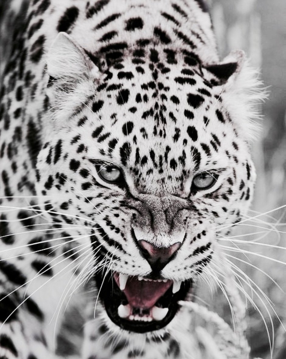 Гепард и лабрадор