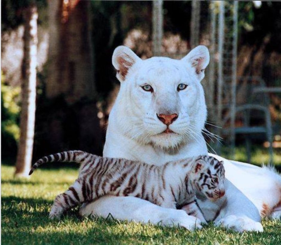 Пума Ягуар пантера