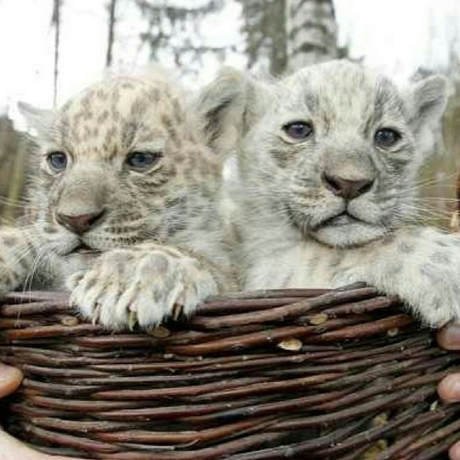 Белый Ягуар животное альбинос