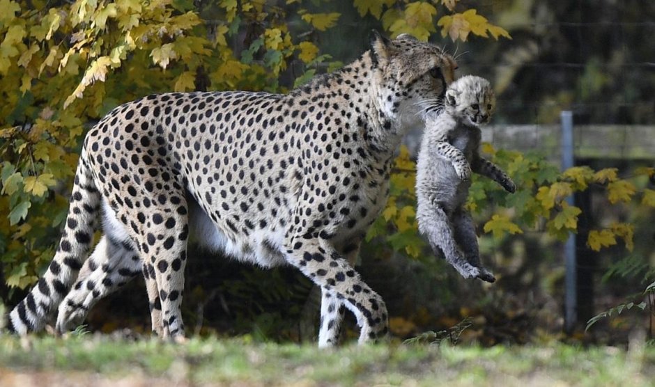 Ягуар охотится