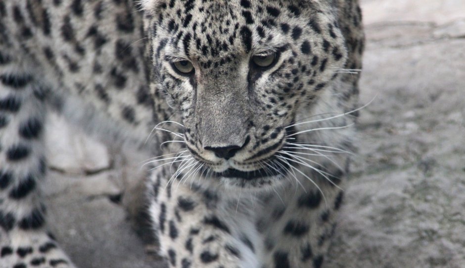 Близнецы альбиносы