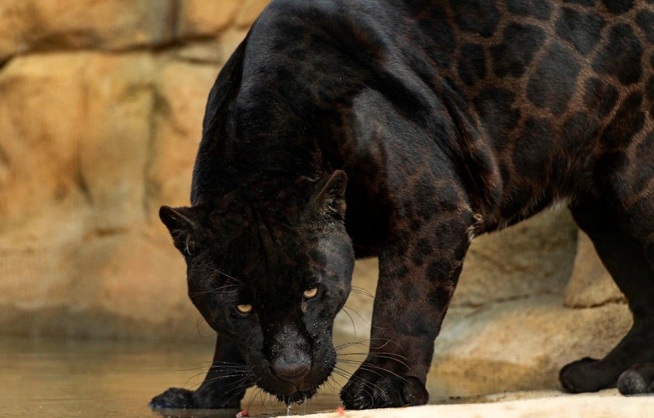 Барс альбинос фото