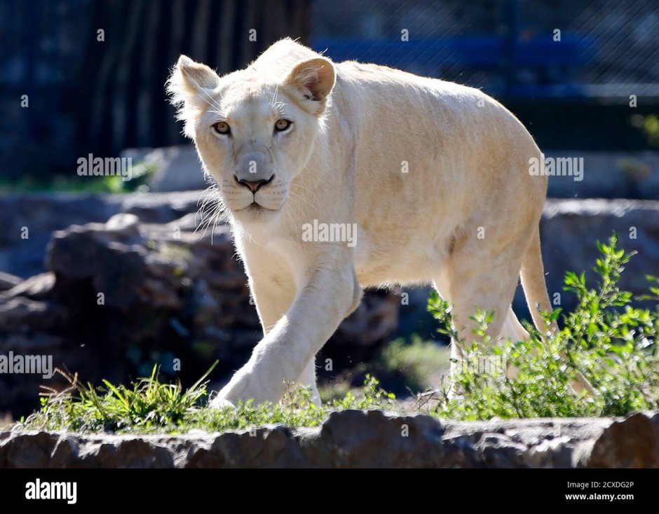 Белая львица с голубыми глазами