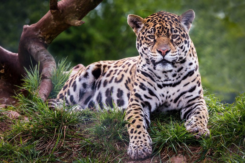 Разъяренная львица