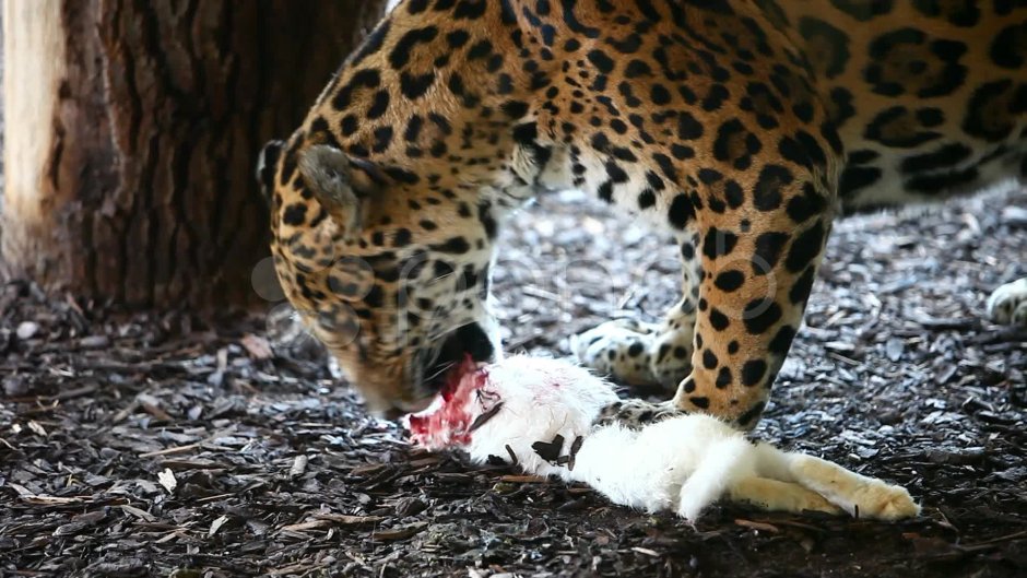 Гепард и леопард и Ягуар и пантера
