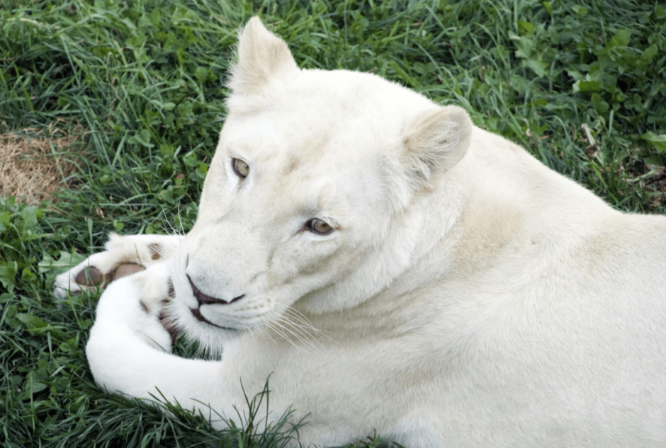 Бенгальский тигр альбинос
