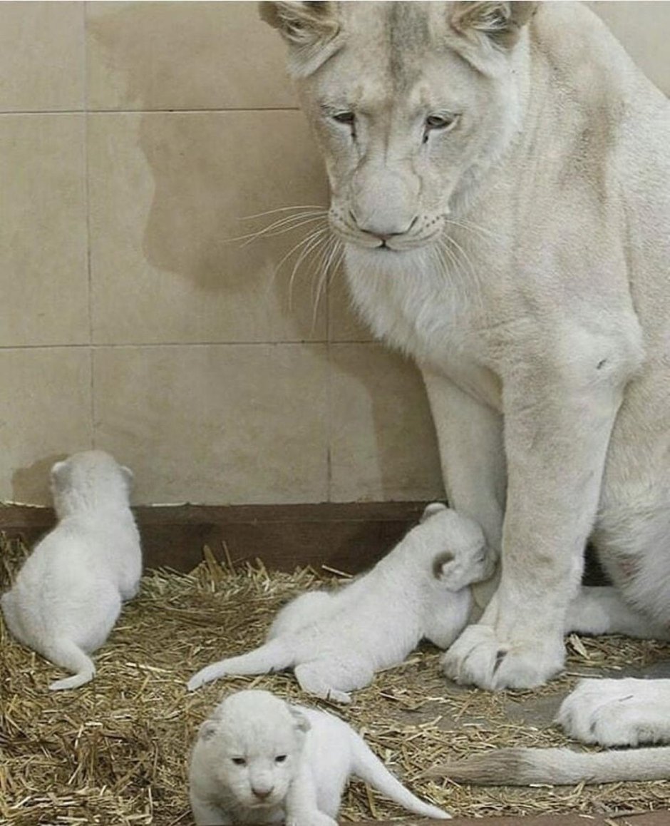 Тигренок голубоглазый
