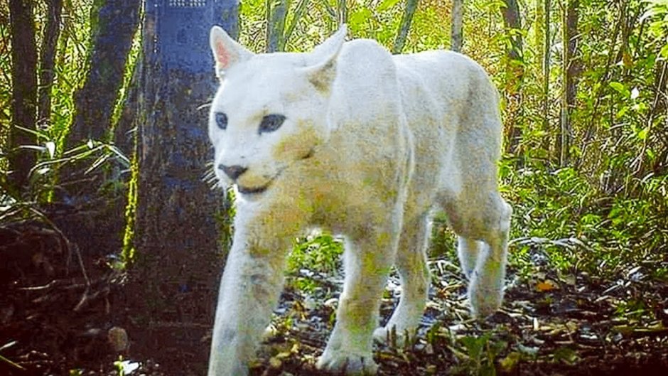 Леопард пузо