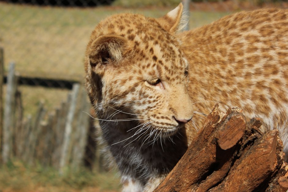 Леопард альбинос