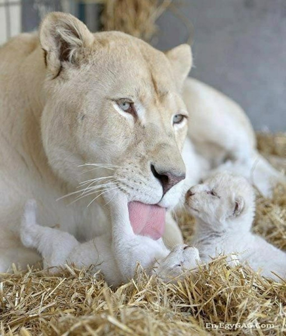 Белый тигр альбинос