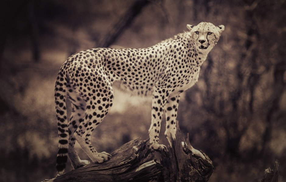 Пантера альбинос