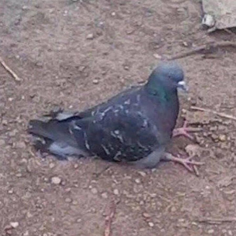 Голубь гангста