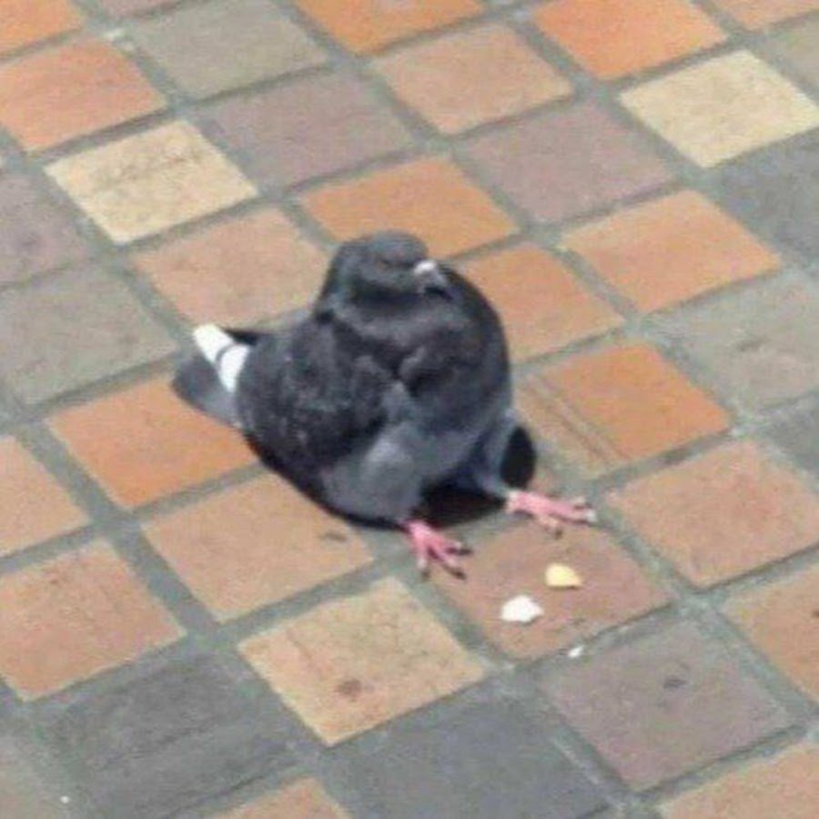 Грустный голубь