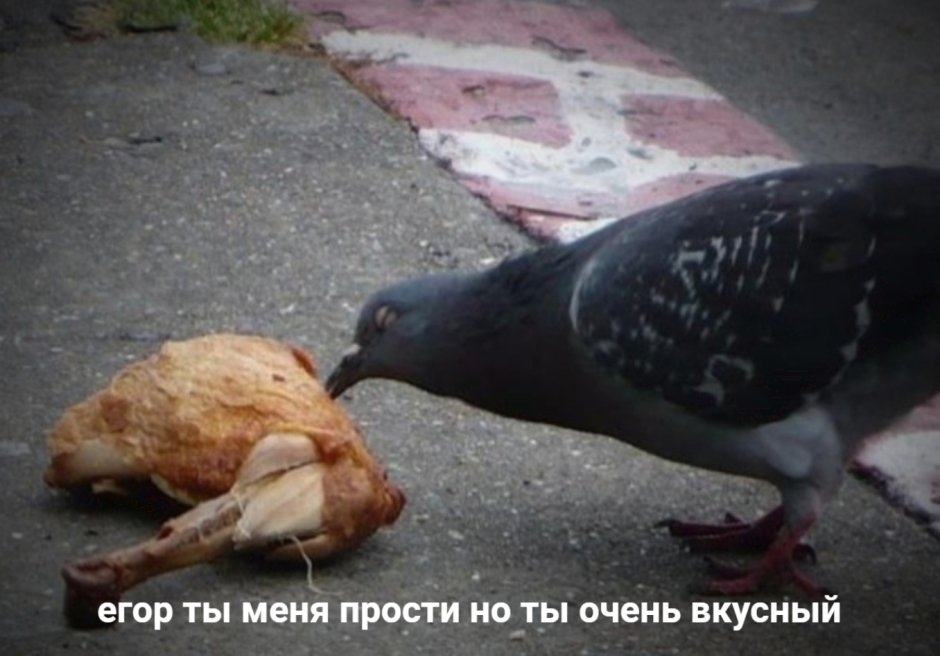 Голубь селфи