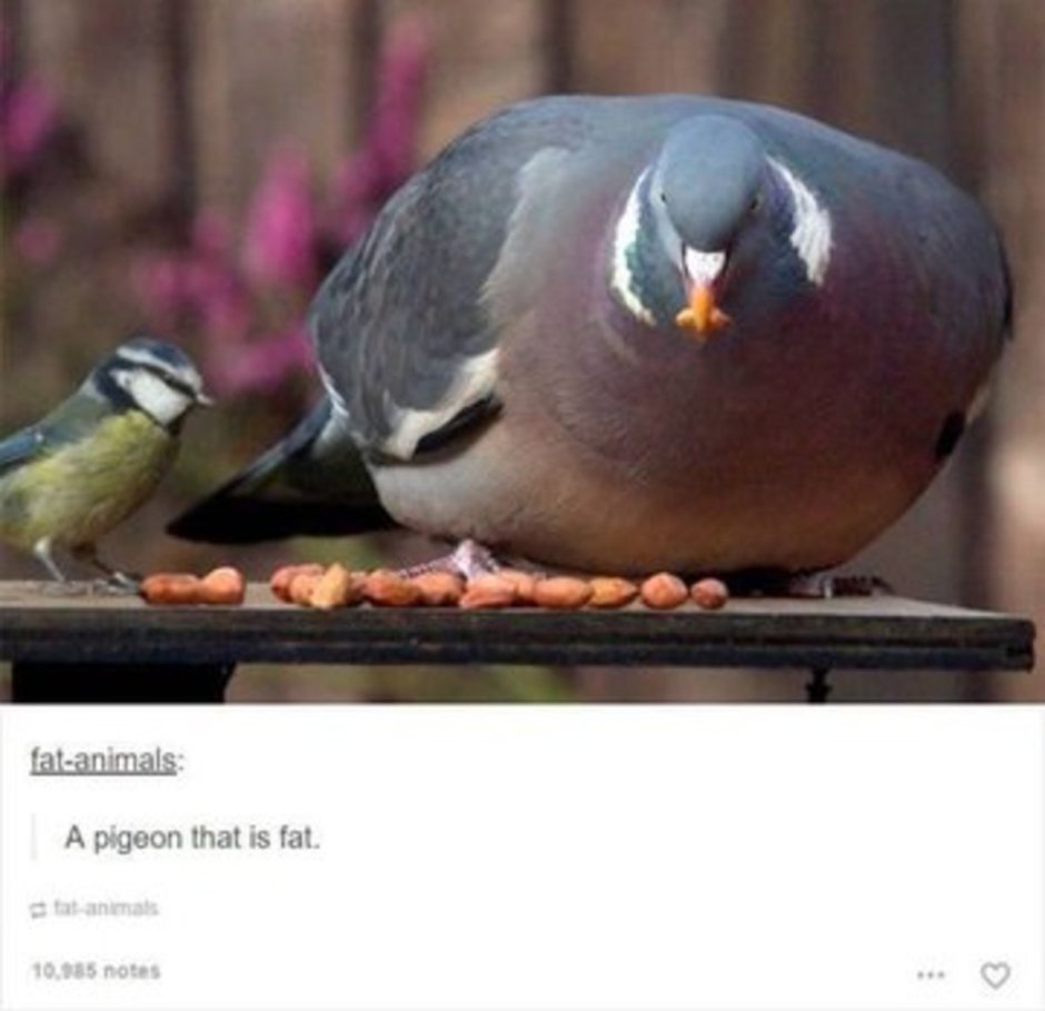 Голубь задумался