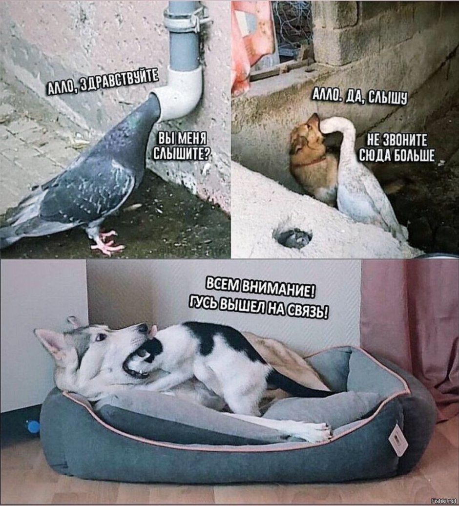 Девушка с голубем