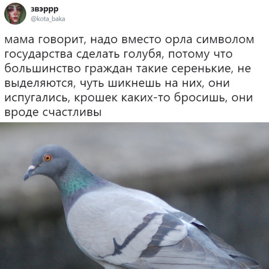Костюм голубя