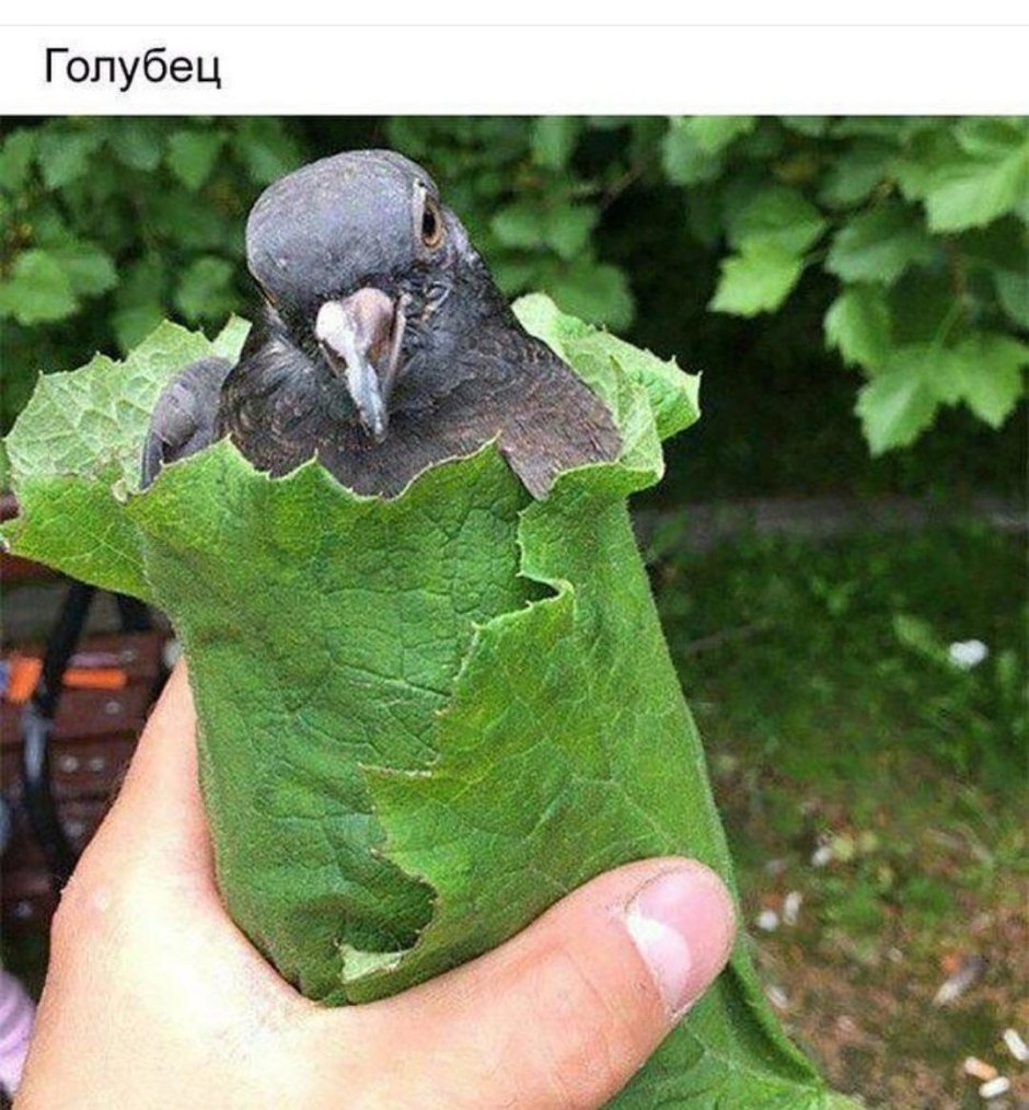 Тупой индюк