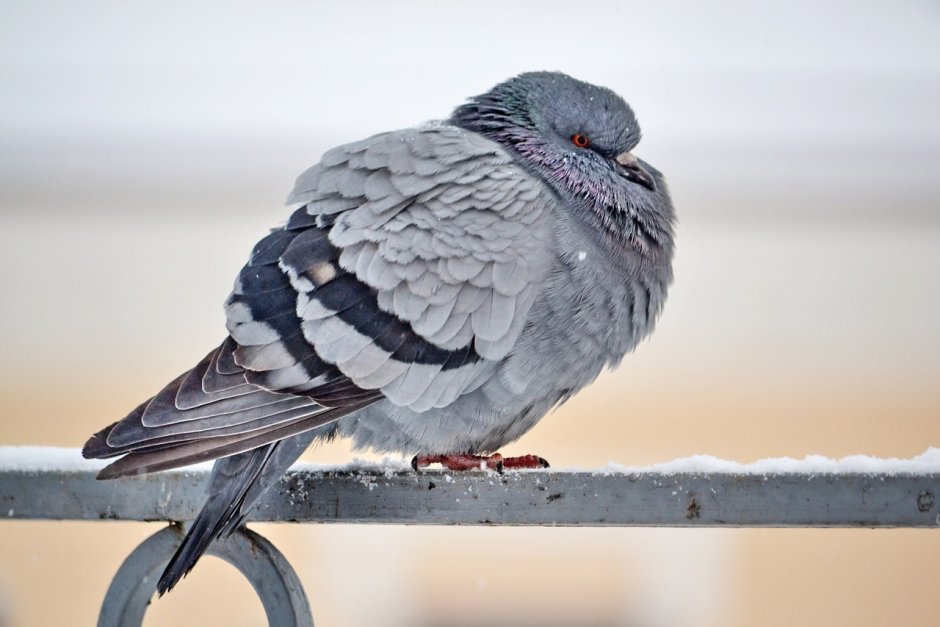 Цитаты про голубку