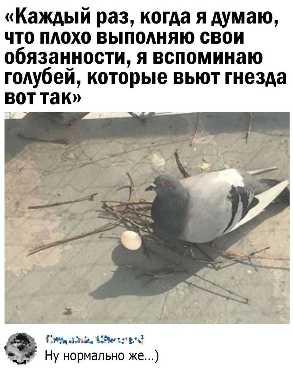 Мемы с голубями