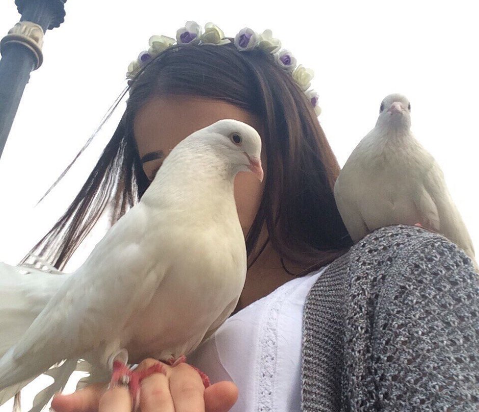 Воробей и ворона Мем