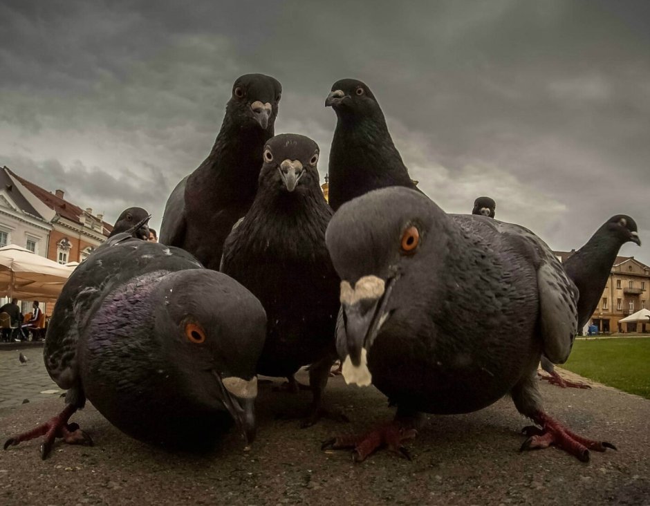 Грустный голубь