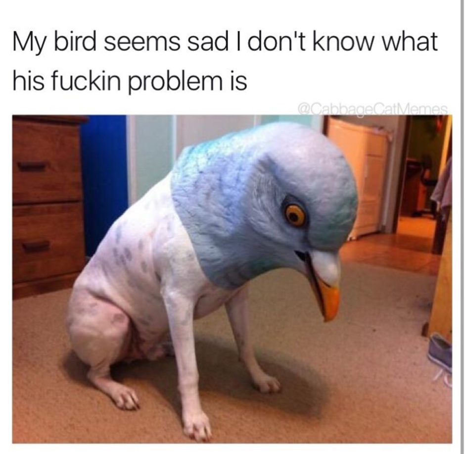 Вороны голуби воробьи