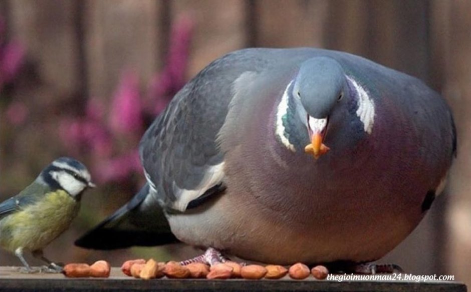 Толстые птички