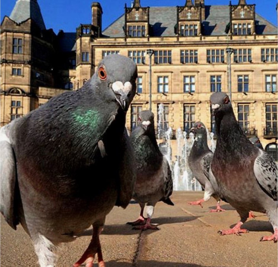 Опрометчиво со стороны мясистой птицы