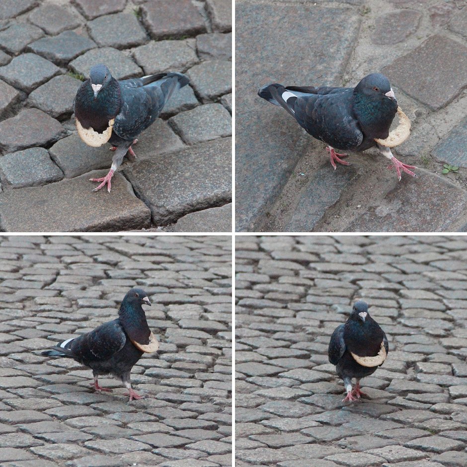 Жирный голубь