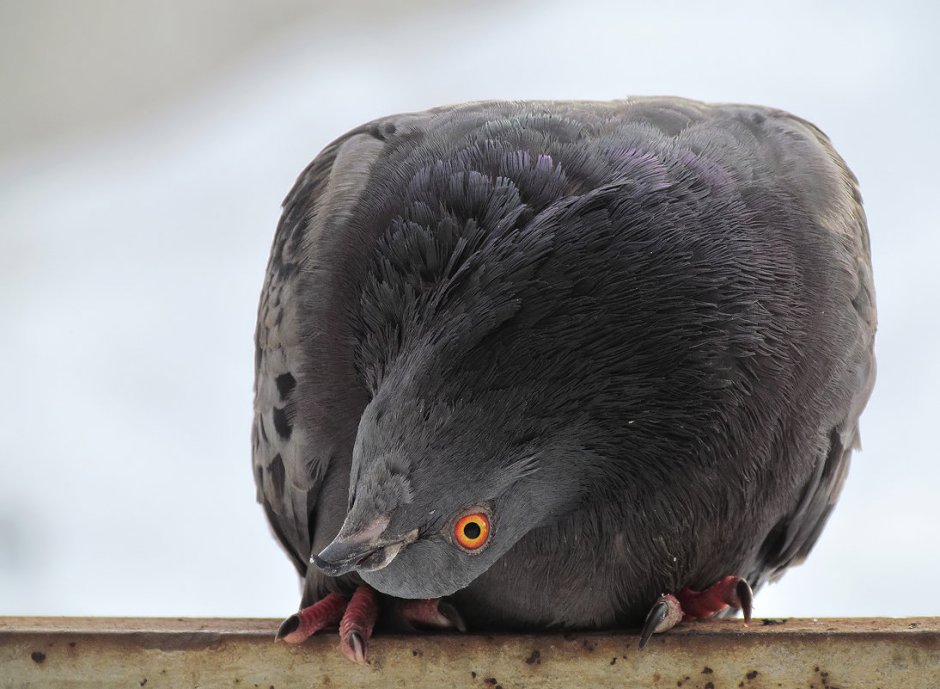 Почтовый голубь смешной