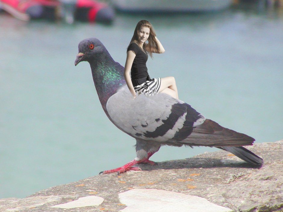 Голубь прикол