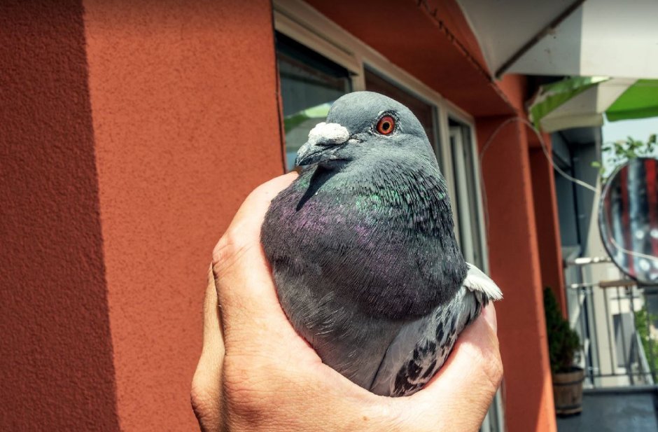 Евгения голубь