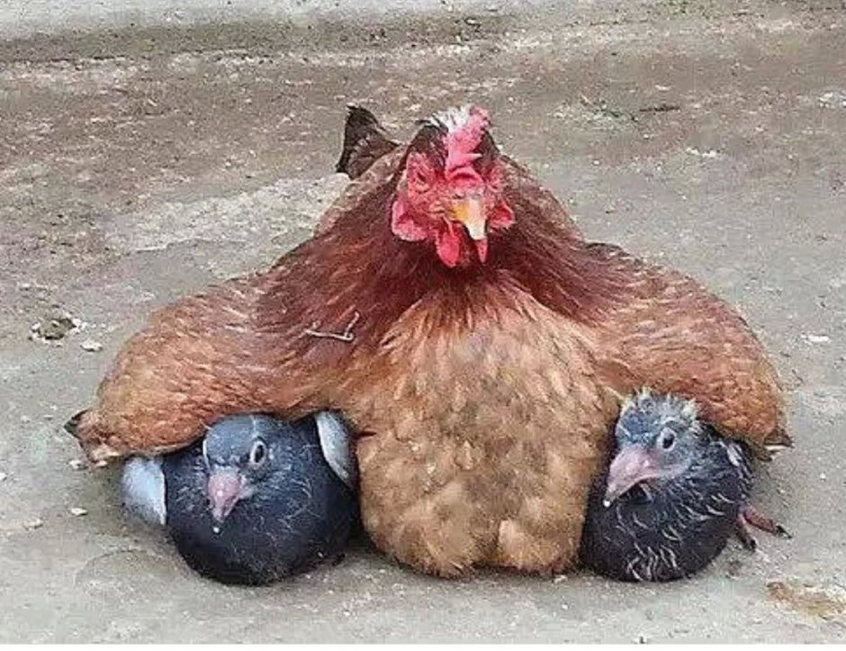 Милый голубь