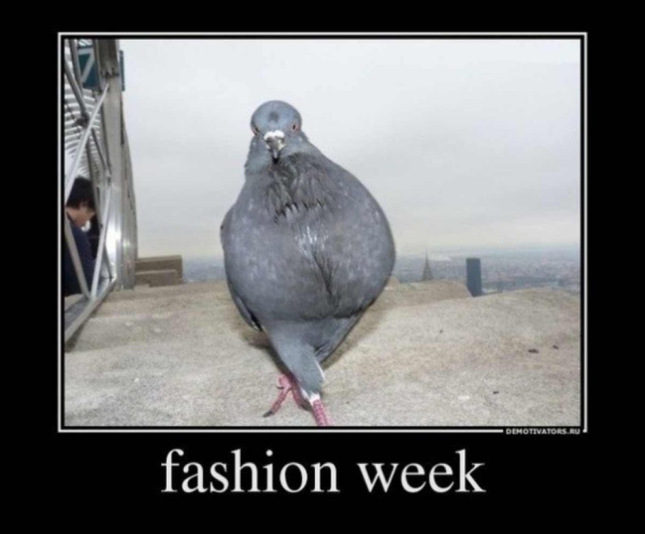 Потрепанный голубь