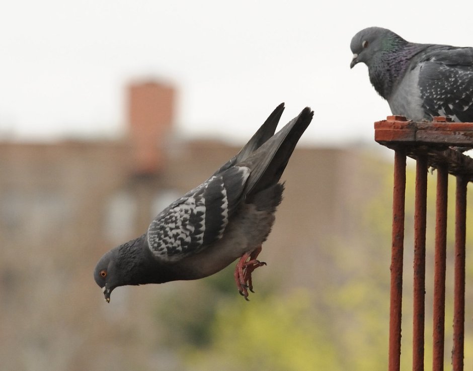 Смешной голубь