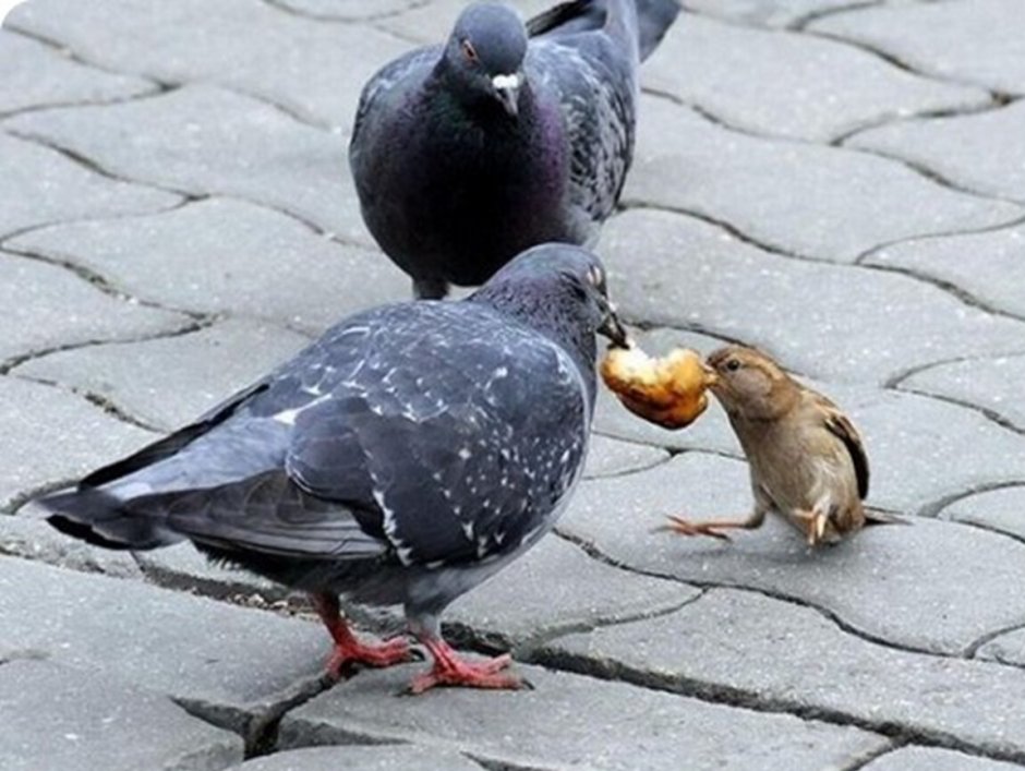 Гнездо голубя Мем