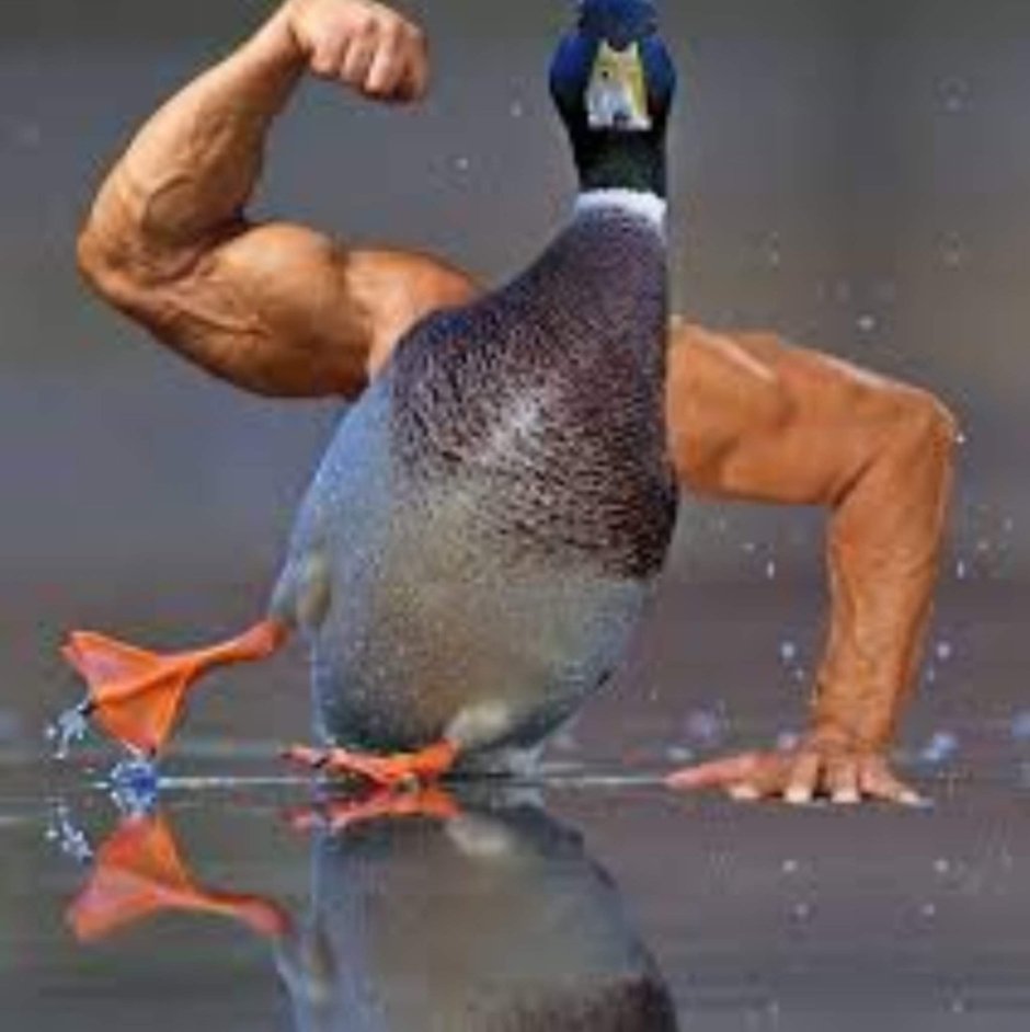 Голубь кушает