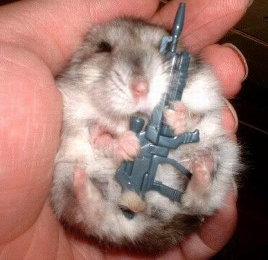 Джунгарский хомяк жемчужный