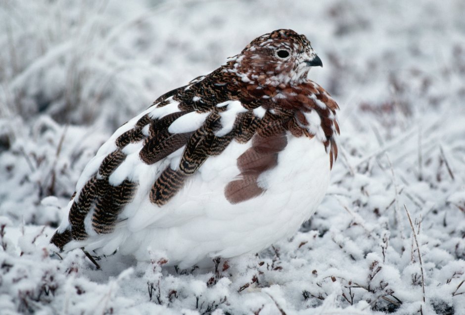 Willow Ptarmigan