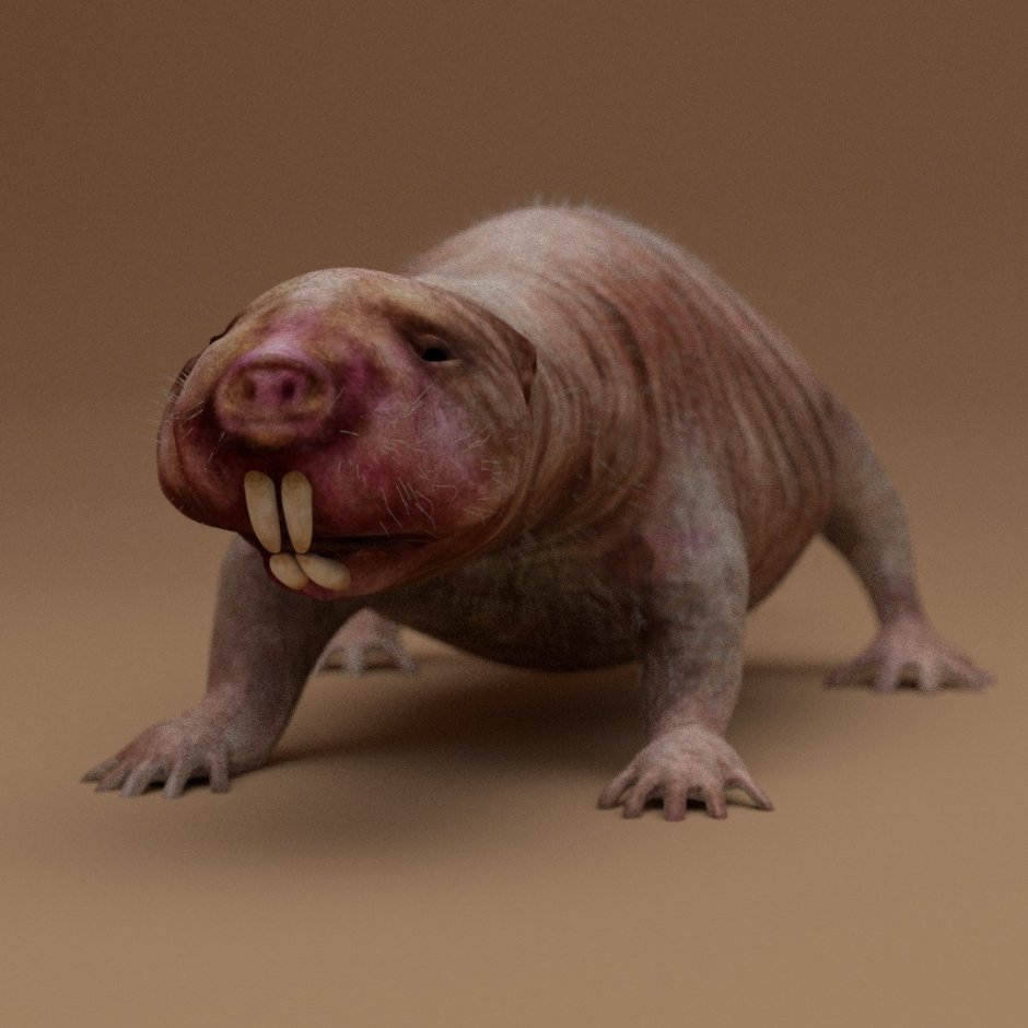 Голый землекоп (Heterocephalus Glaber)