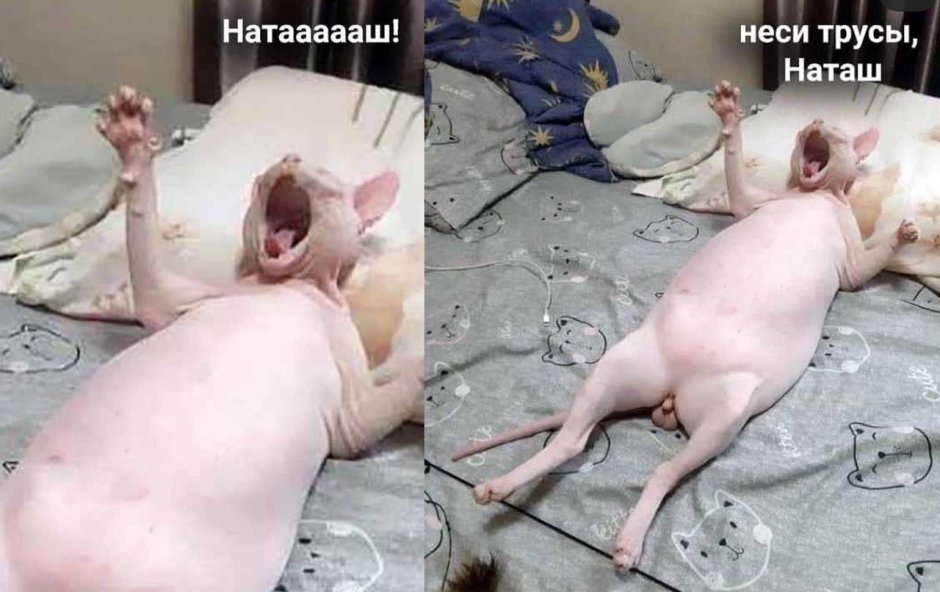 Самые неопасные животные в мире