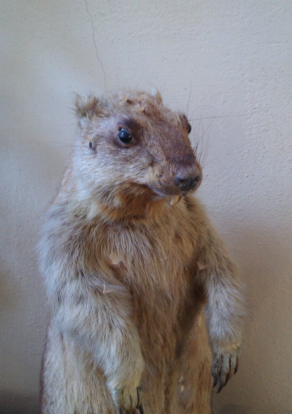 Голый землекоп (Heterocephalus Glaber)