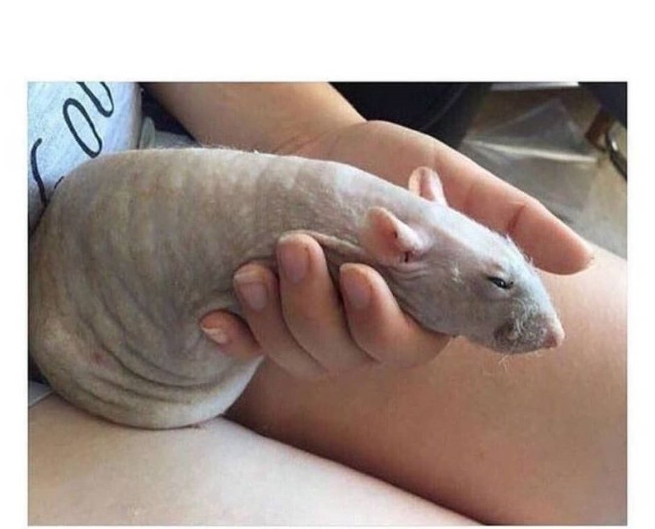 Алишер лысый