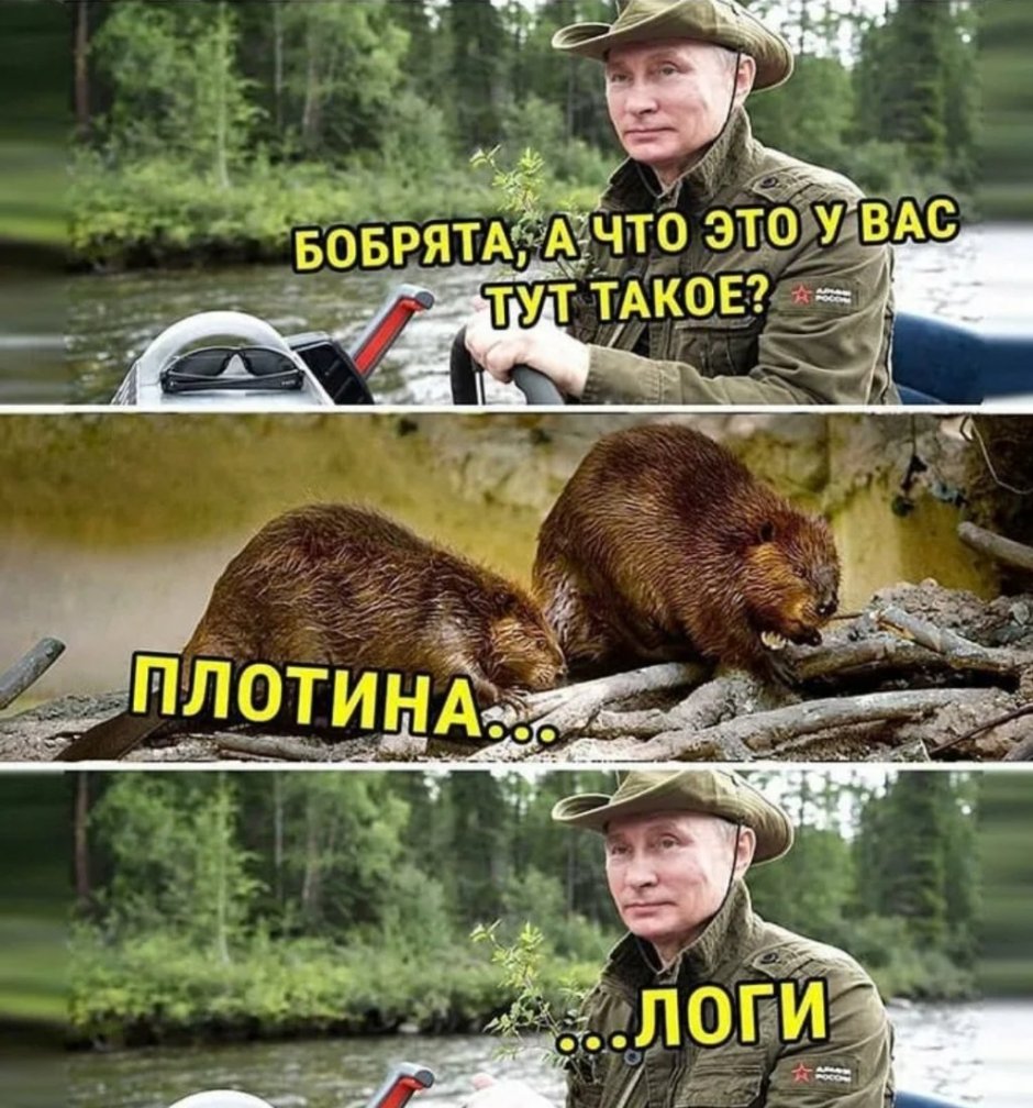 Лысый бобер