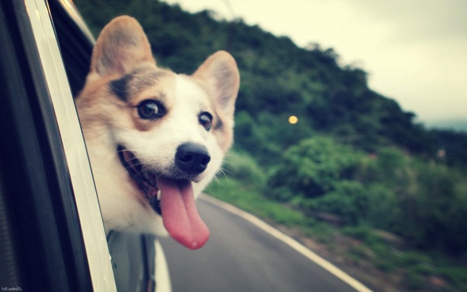 Собака из окна автомобиля