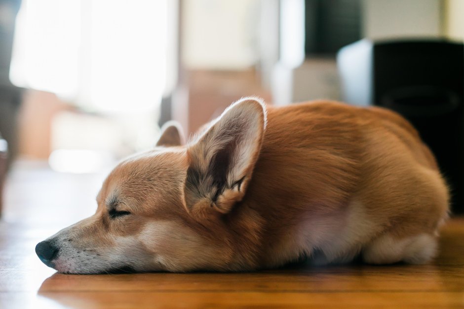 Корги собака щенок