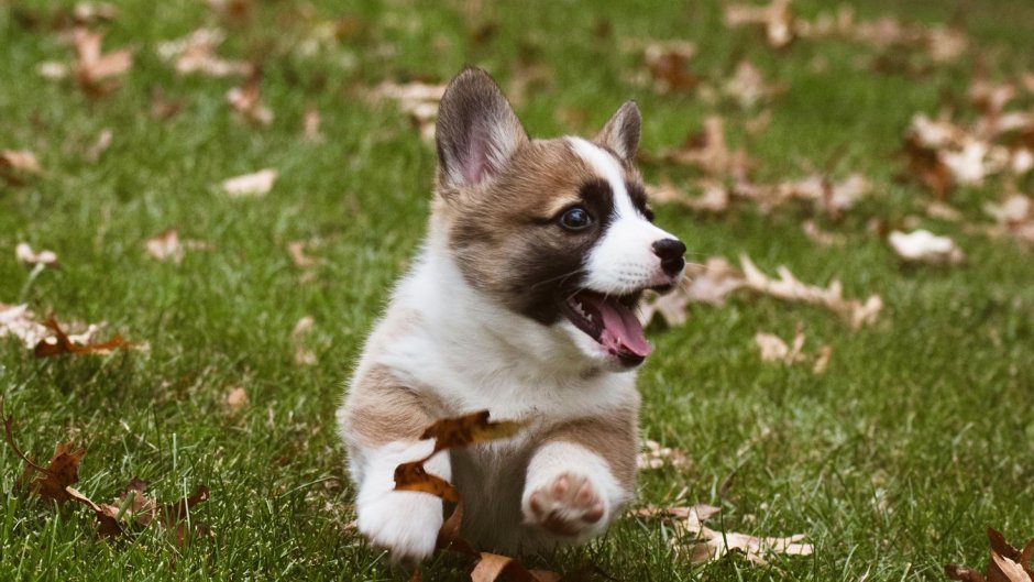 Корги порода собак белая