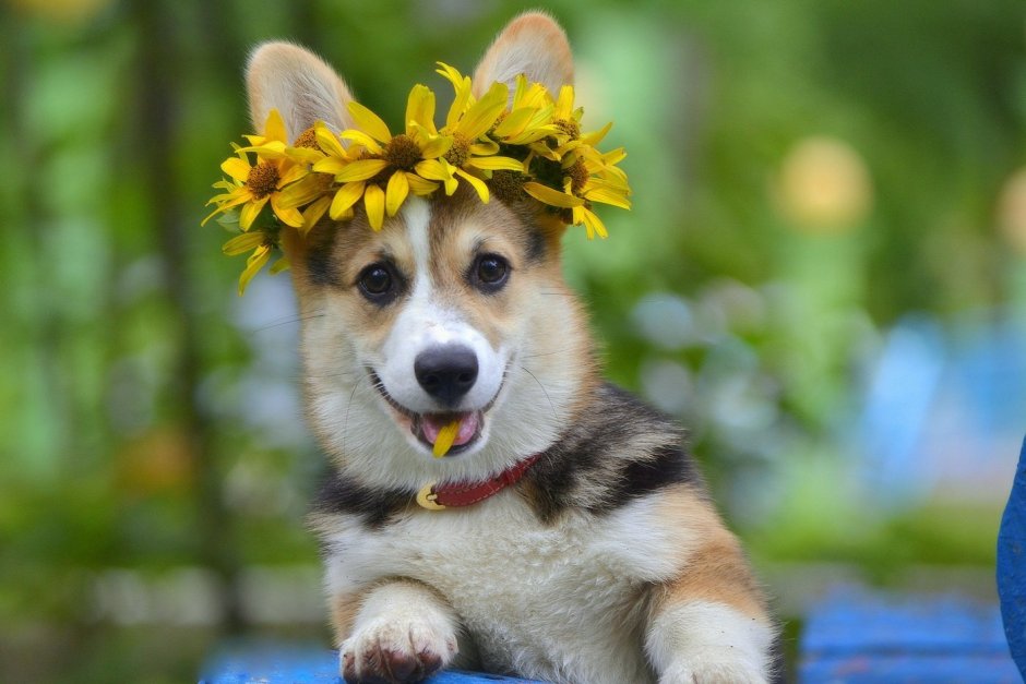 Красивый фон с собаками